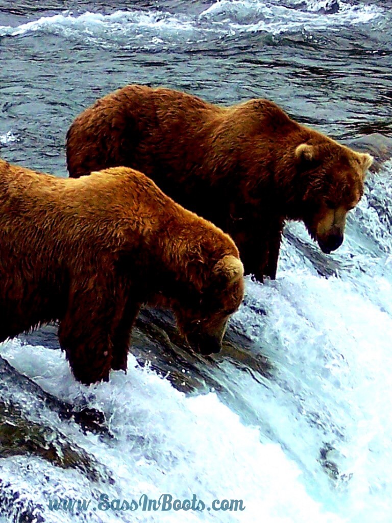 Bears at Brooks Falls Katmai National Park Alaska