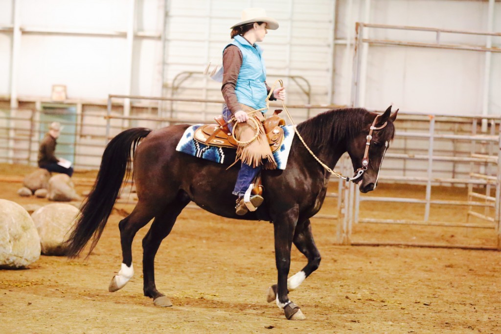 Arabian Trail horse