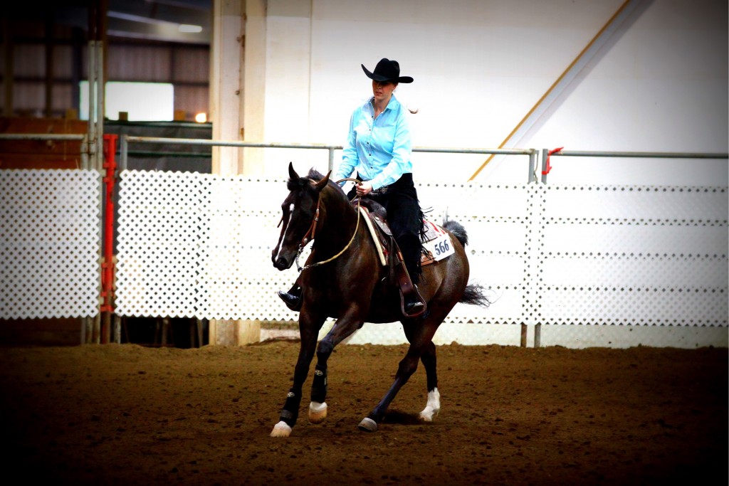 Half Arabian Reining Horse Western