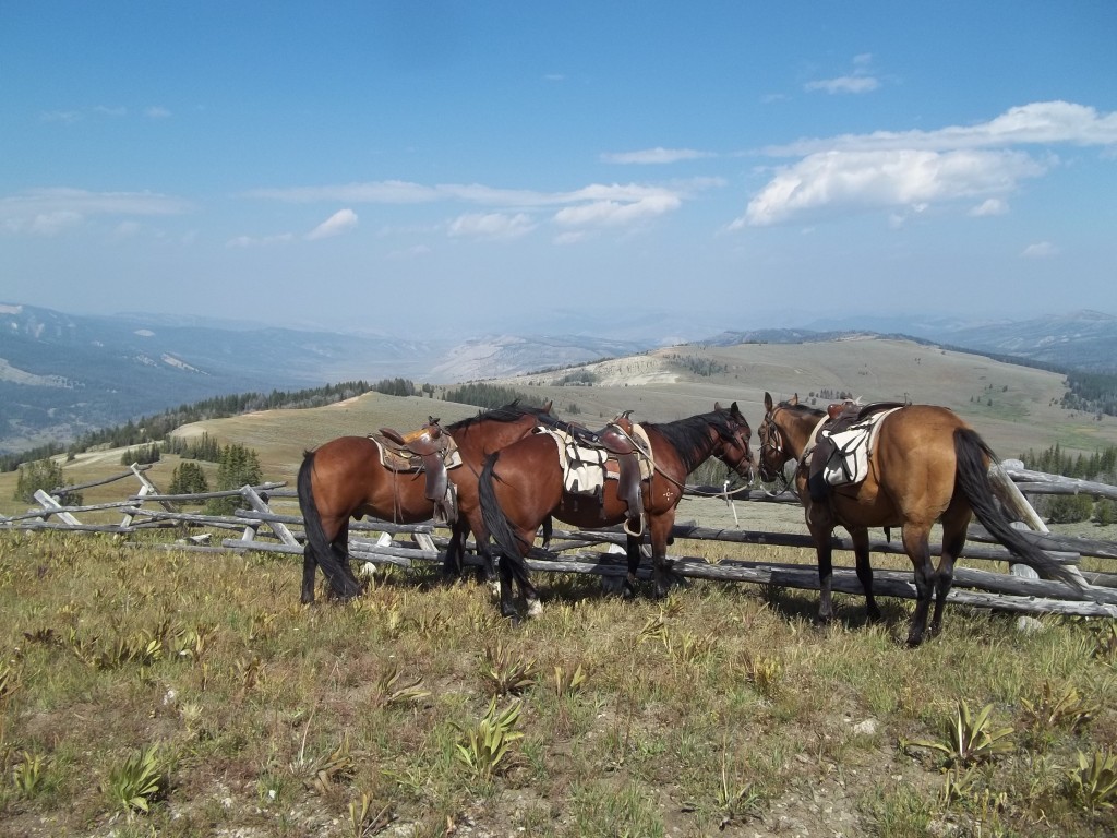 Horses On Bacon Ridge Wyoming
