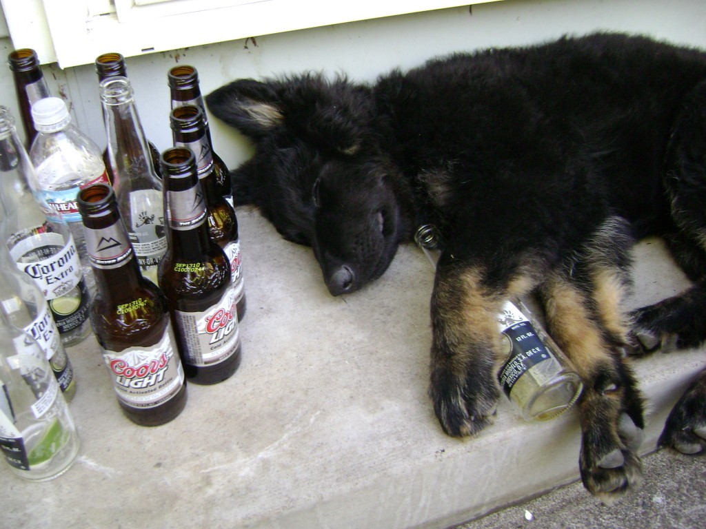 Drunk German Shepherd Puppy