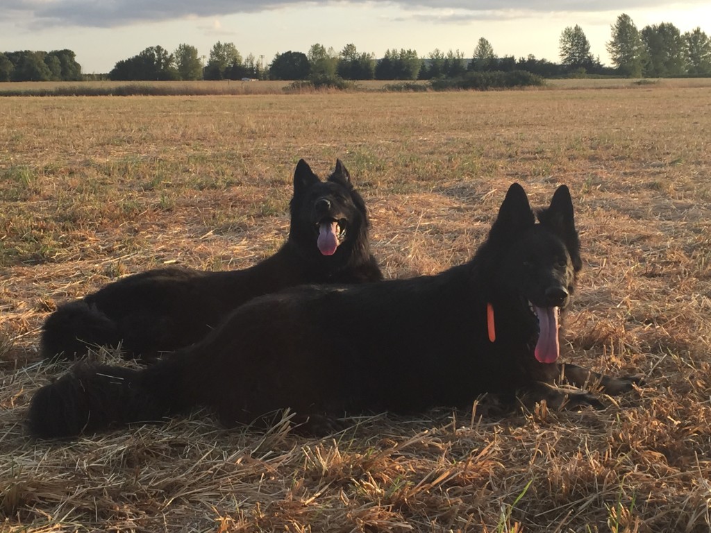German Shepherd Dogs Sunset Field