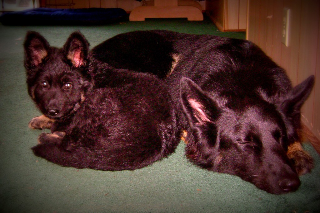 German Shepherd Puppy Cuddles