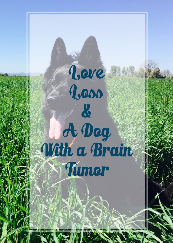 Love Loss A Dog with a brain tumor