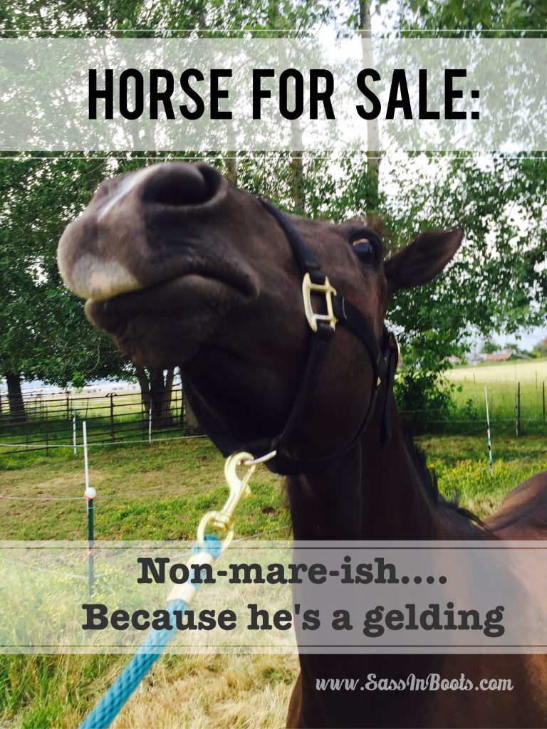 Horse Sale Ad Lies Non Mareish