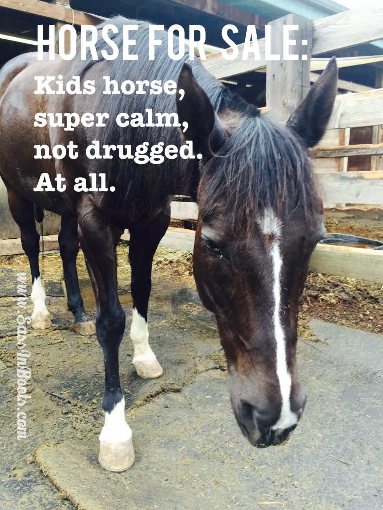 Horse Sale Ad Lies Not Drugged
