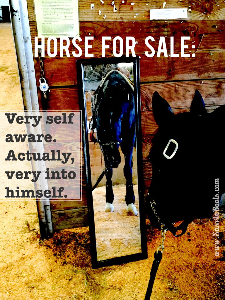 Horse Sale Ad Lies Self Aware