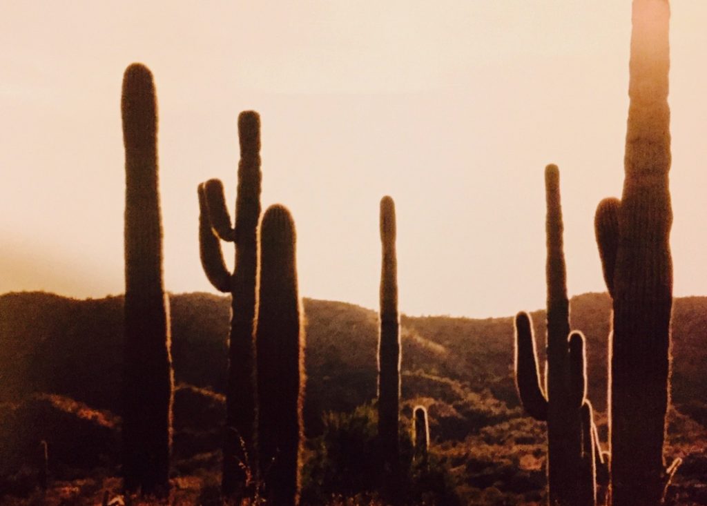 Vulture Peak Saguaro Cacti Sunset