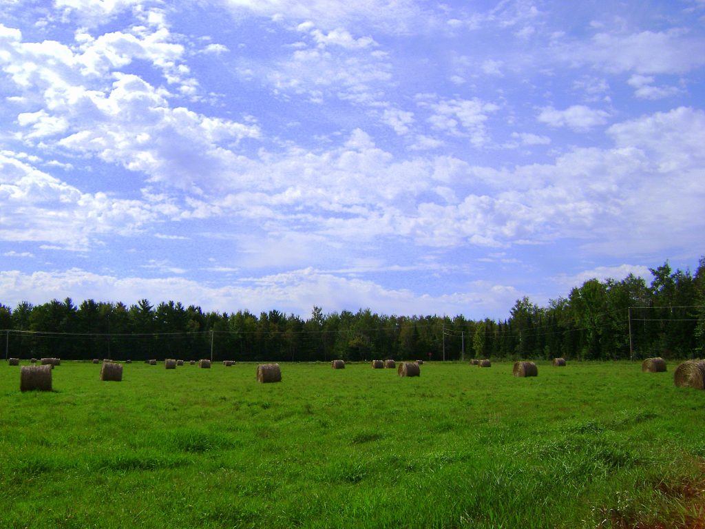 Wisconsin Hay Field