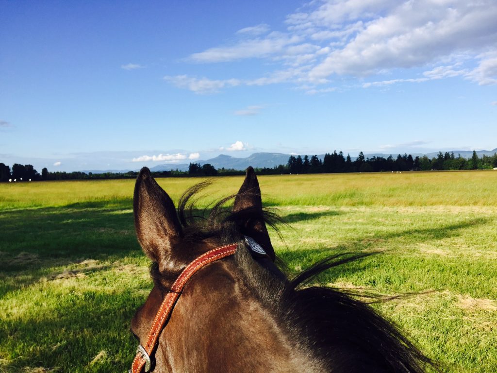 Riding Arabian Horse View of Field