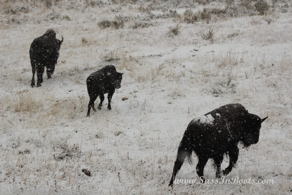 3-bison-snow