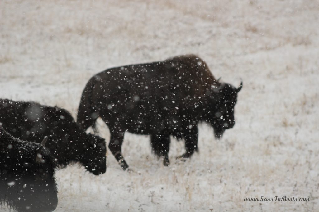 bison-in-the-snow-yellowstone-national-park