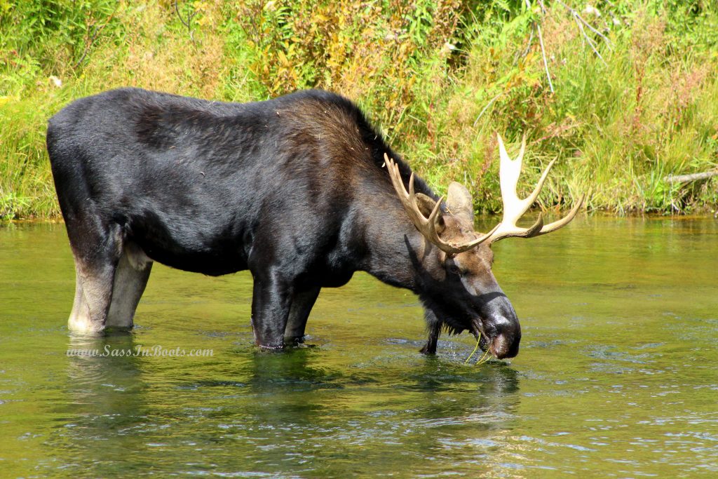 bull-moose-lunch