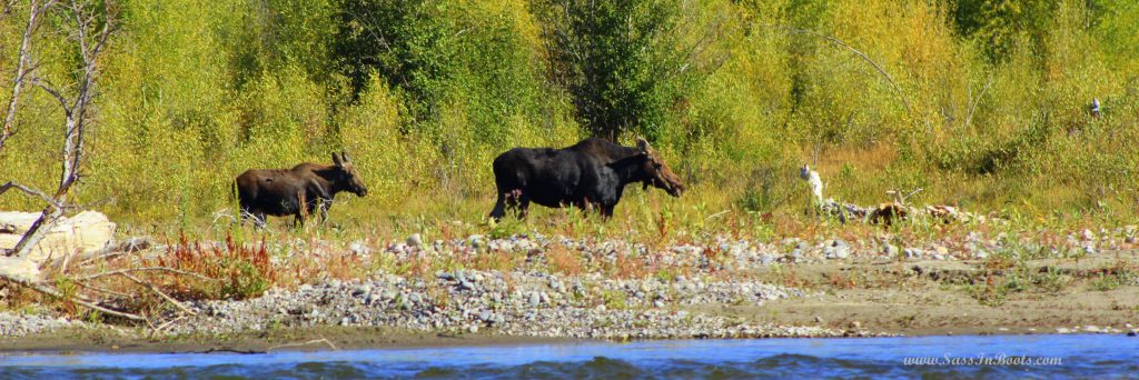 moose-cow-and-calf-snake-river-wyoming