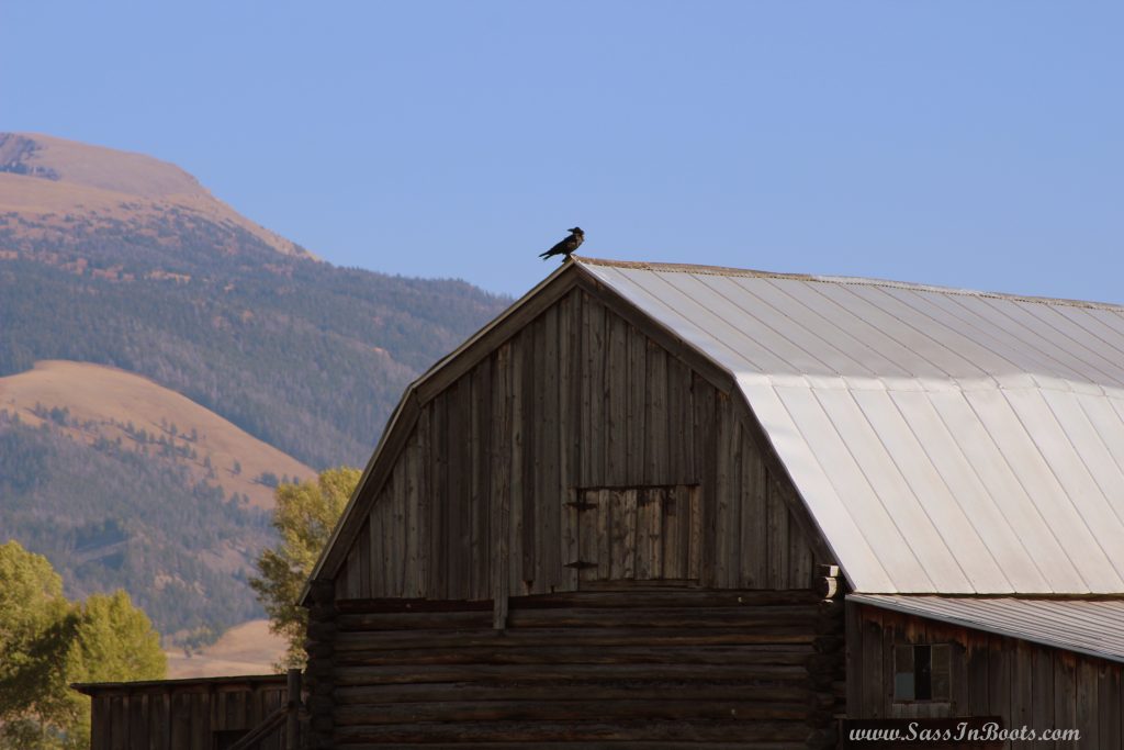 mormon-row-crow-on-barn-wyoming