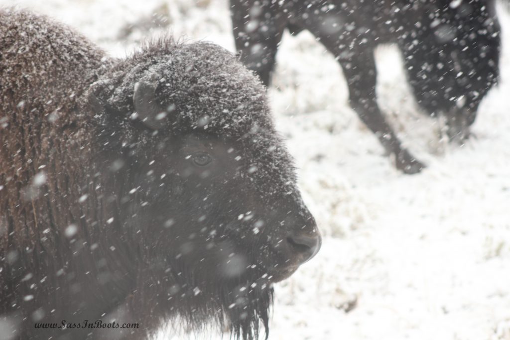 snowy-bison-eye-yellowstone-national-park