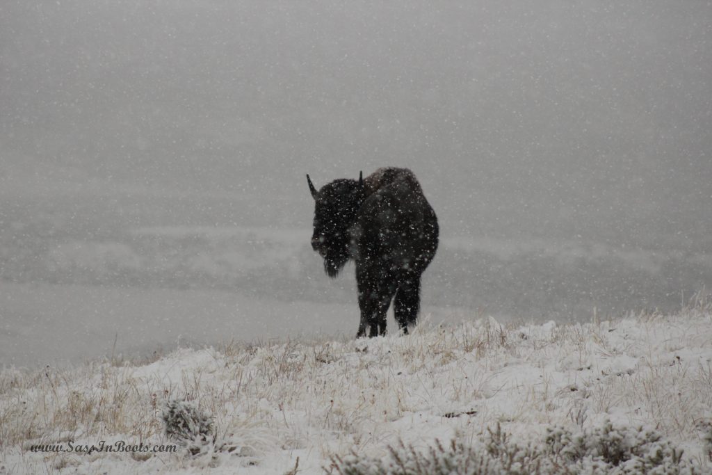 snowy-bison-yellowstone-national-park