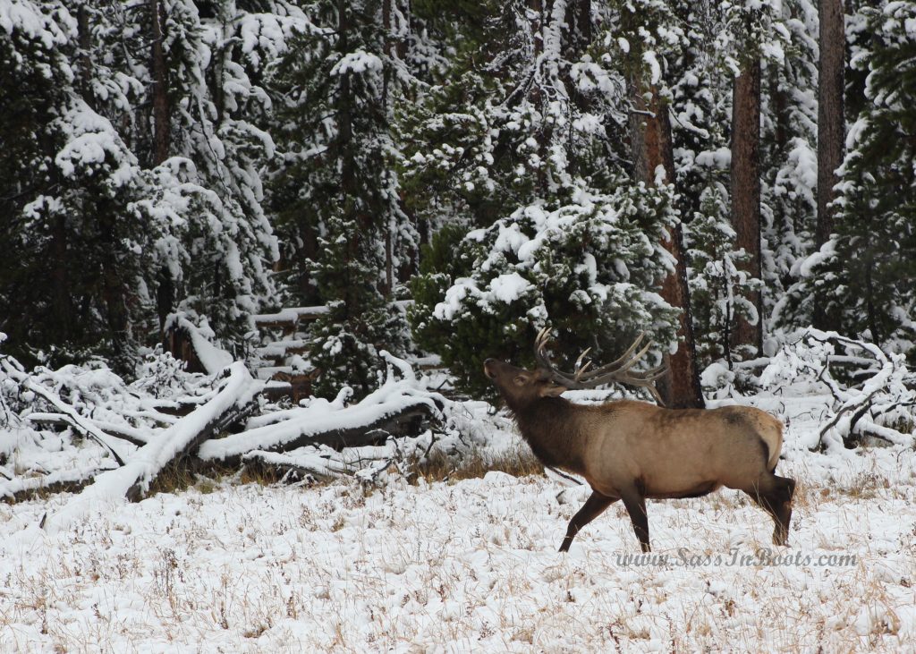 snowy-elk