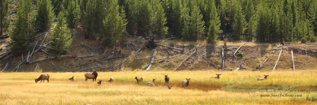 west-yellowstone-elk-in-meadow