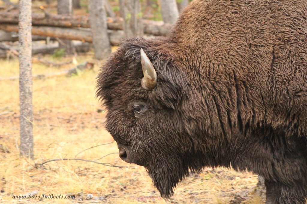 yellowstone-national-park-bison