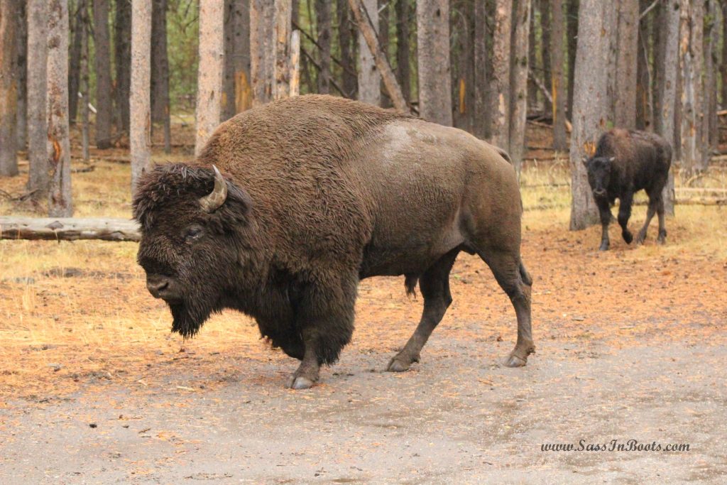 yellowstone-national-park-bison-bull