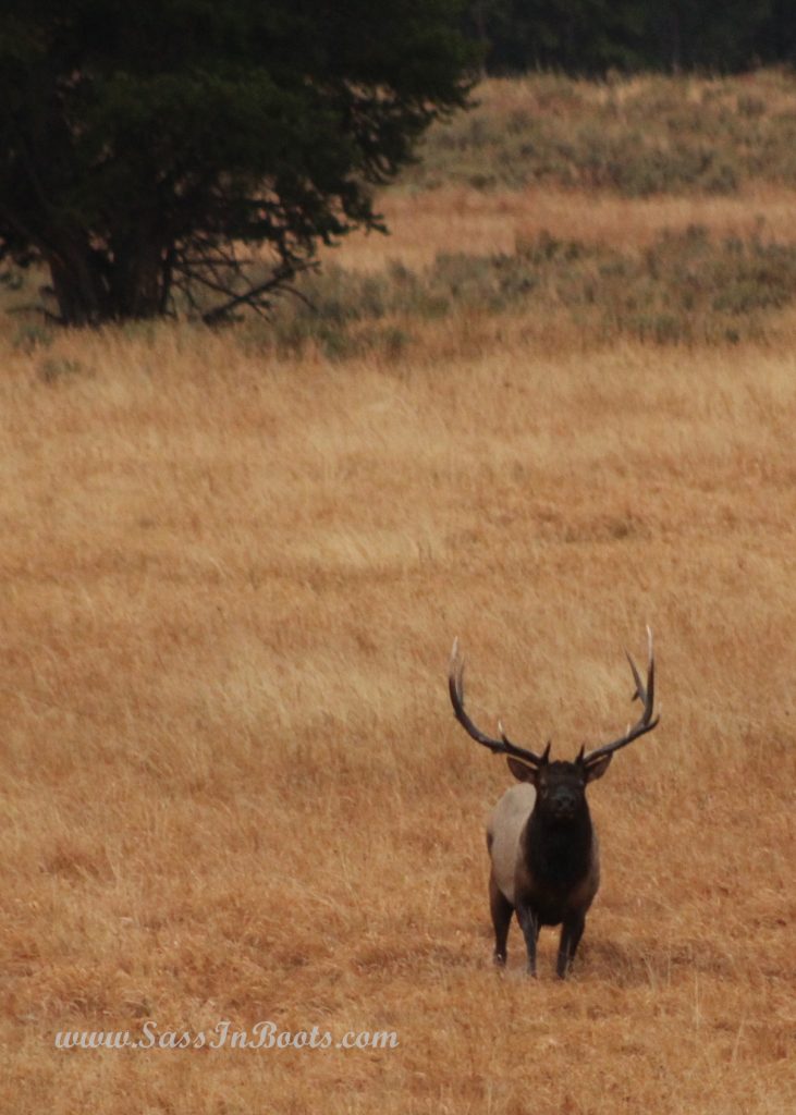 yellowstone-national-park-elk