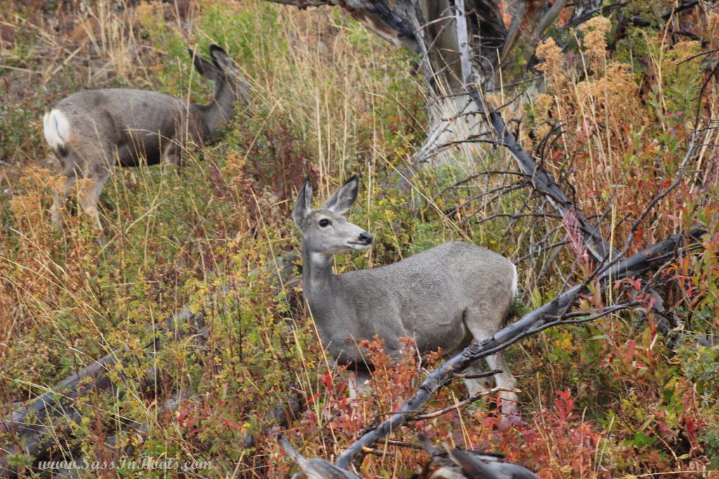 yellowstone-national-park-mule-deer