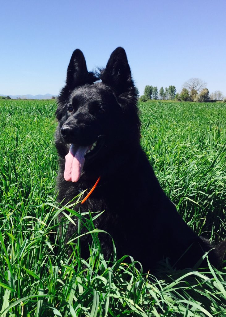 german-shepherd-dog-long-coat