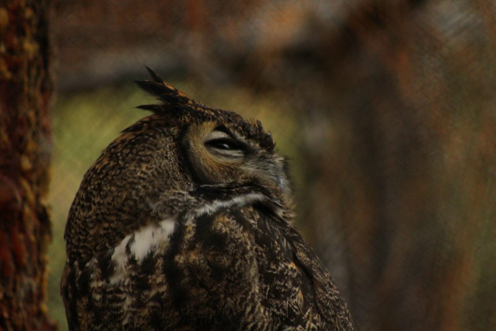 owl-be-watching