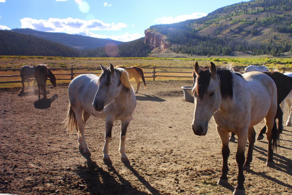 stay-a-peaceful-part-of-the-herd