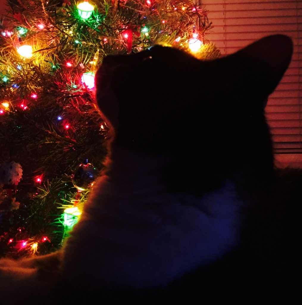 Fabulous Christmas Cat
