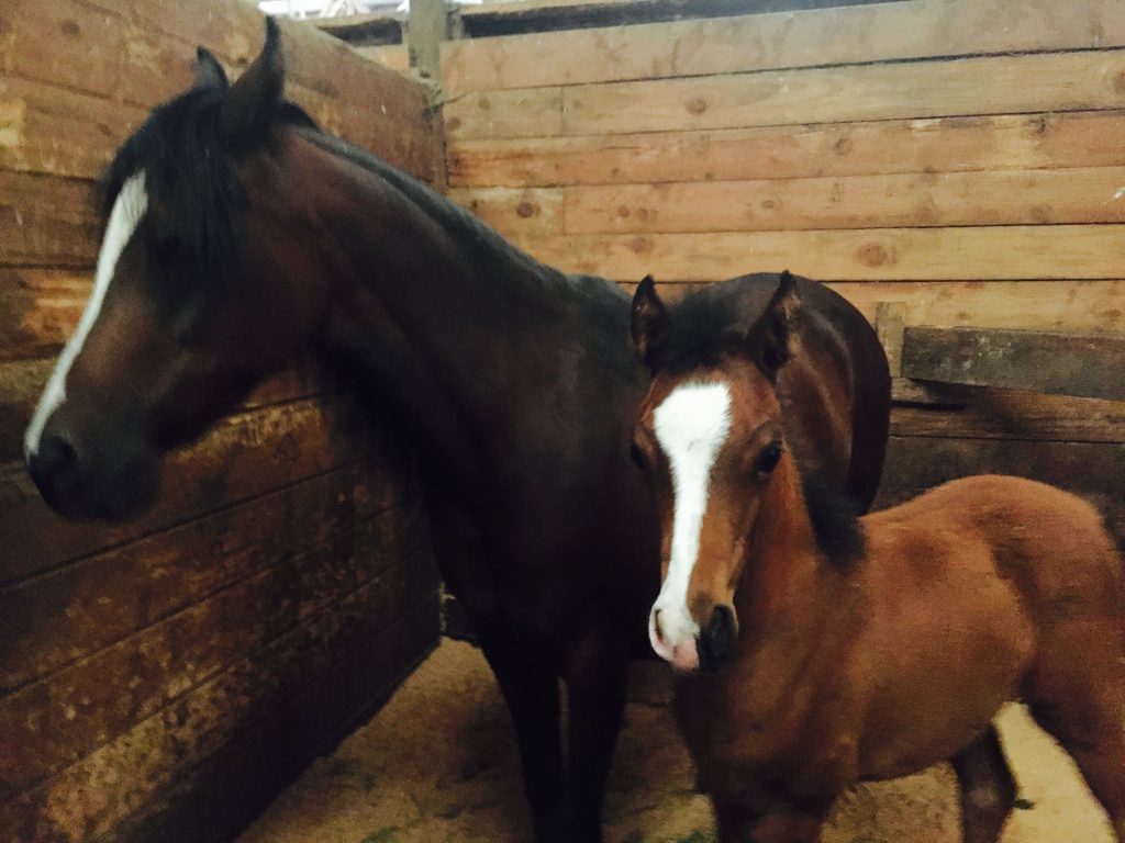 Horse Family Mare & Foal