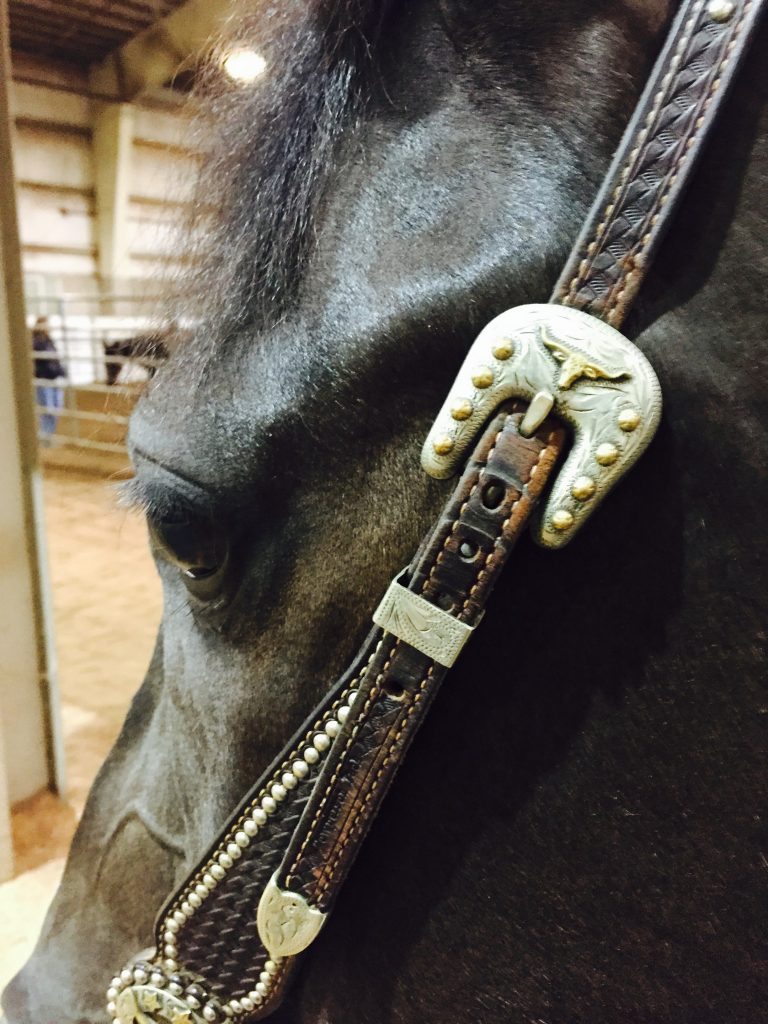 Arabian Horse Deep In Show Thought