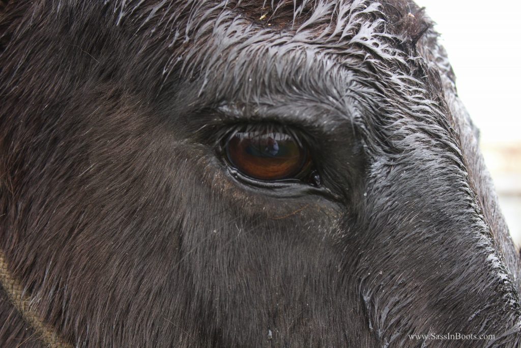 Eye of the Mule