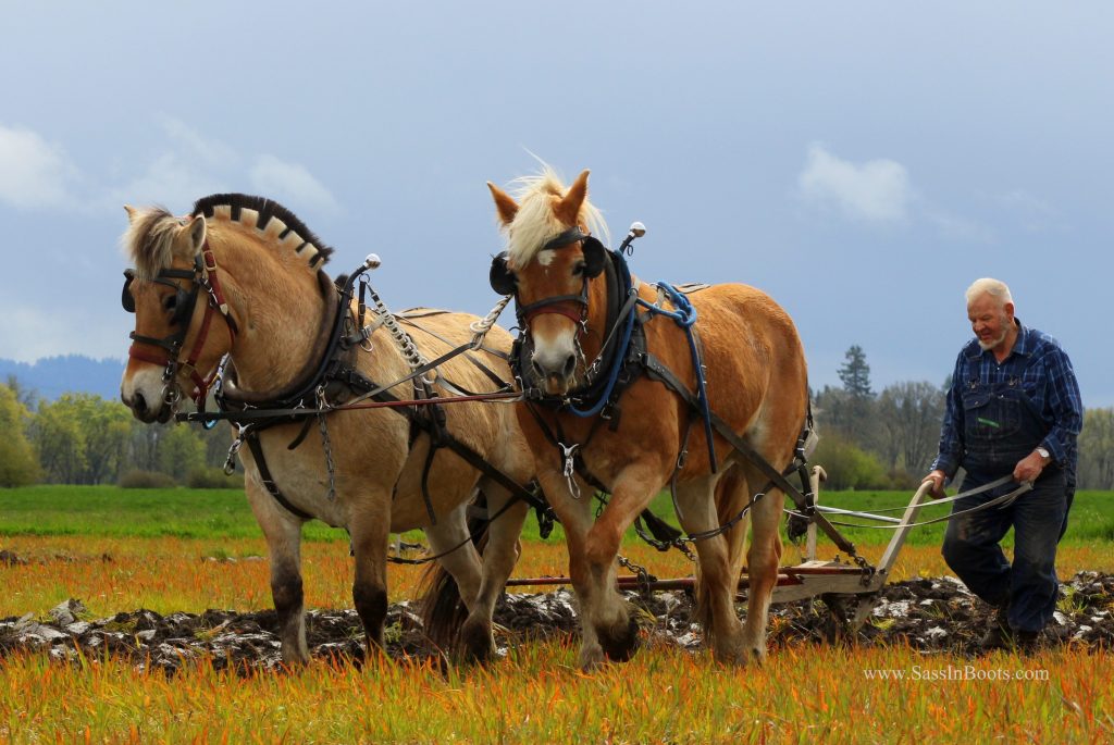 Fjord and Haflinger Two Horse Plow Team