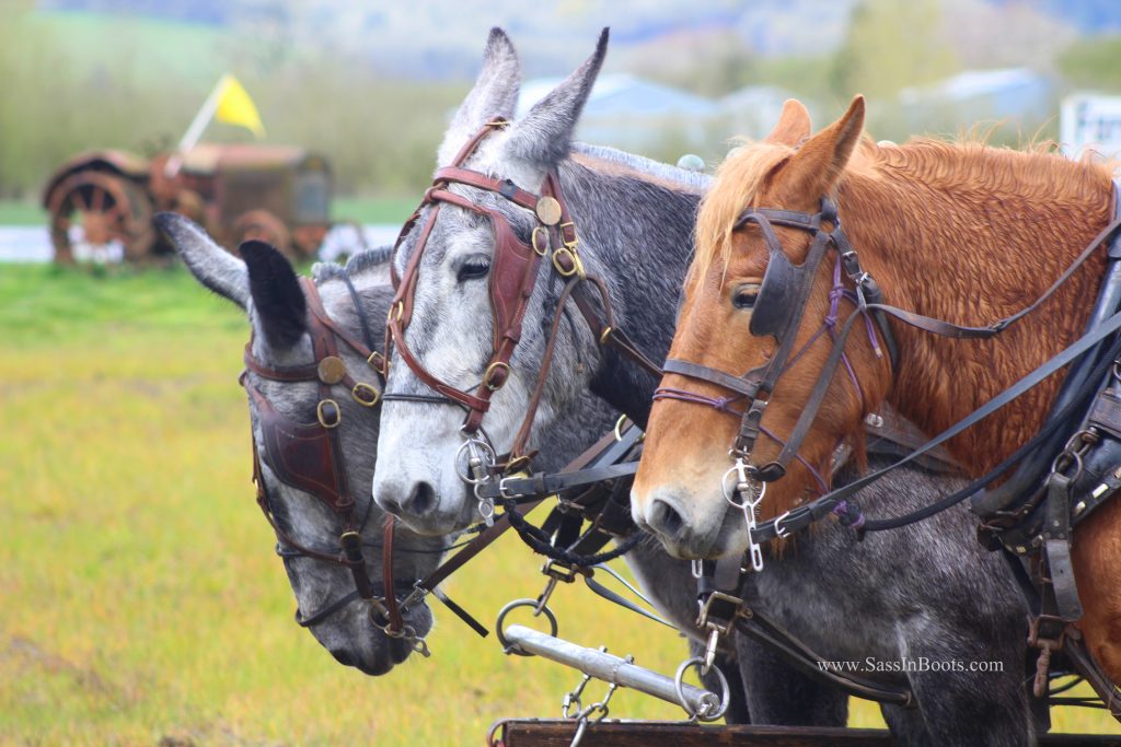 Mule & Horse Plow Team