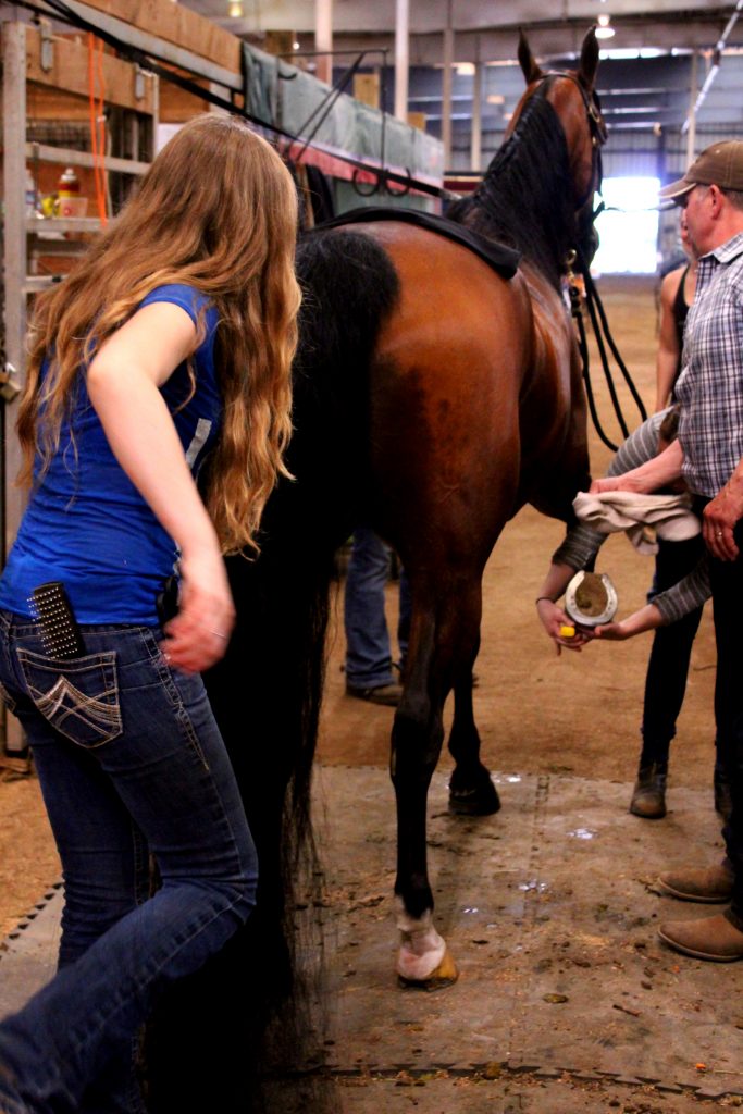 Grooms Hard At Work On Horse