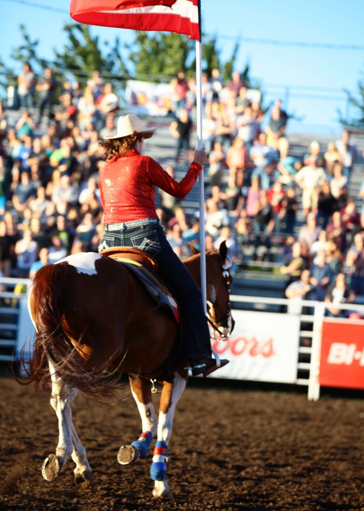 Rodeo Horse