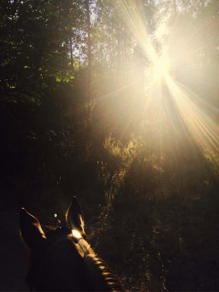 Horseback Ride In The Sunshine