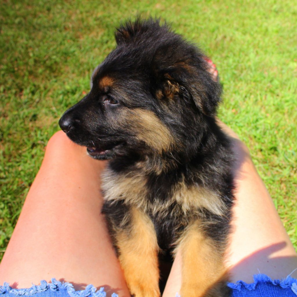 German Shepherd In Summer