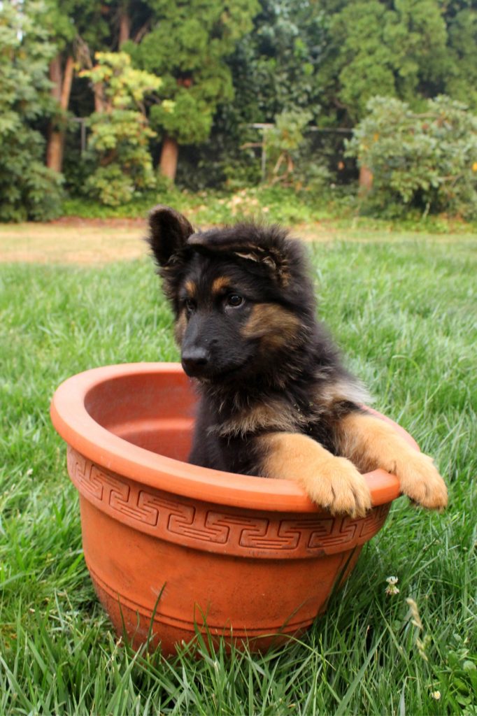 German Shepherd Puppy In A Planter