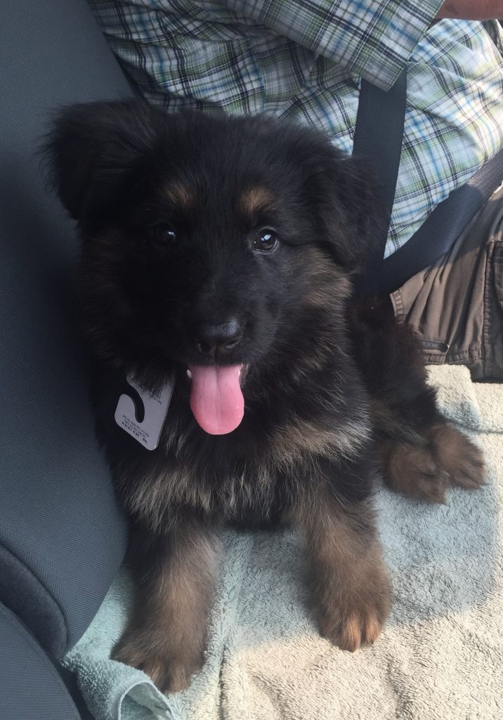 New German Shepherd Puppy