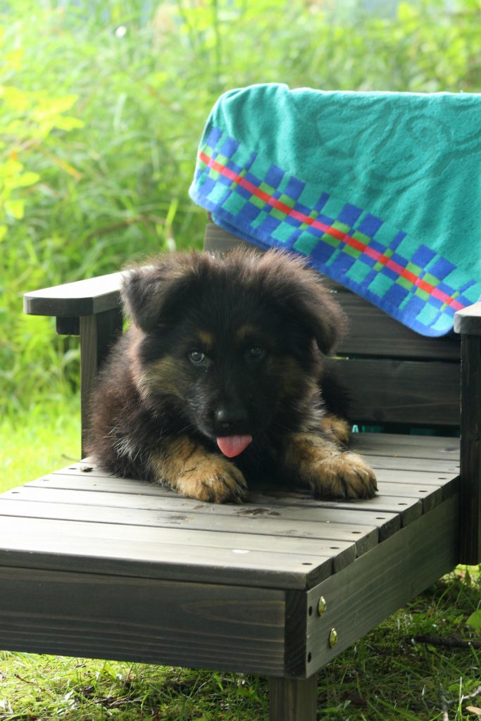 Sun Bathing German Shepherd Puppy