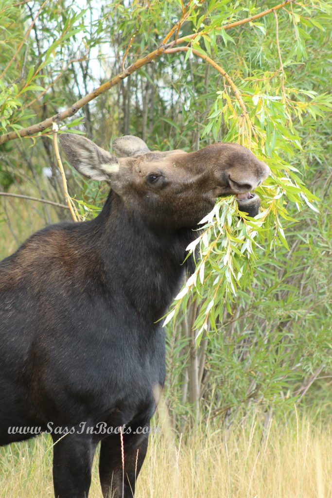 When Your Horse Looks Like A Moose