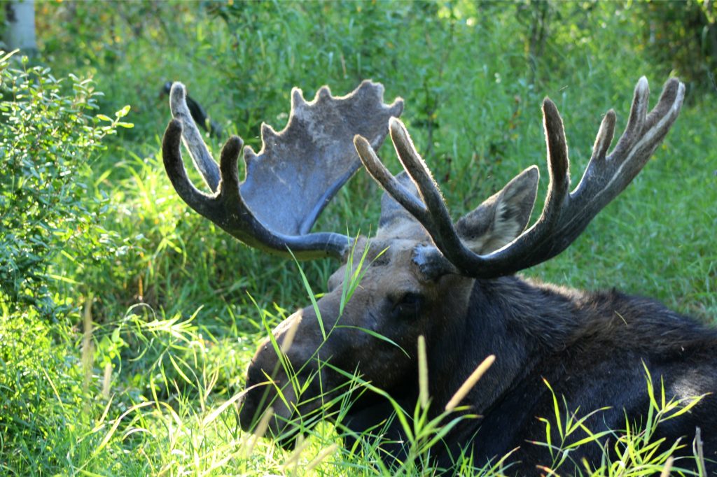 Wilson Wyoming Bull Moose