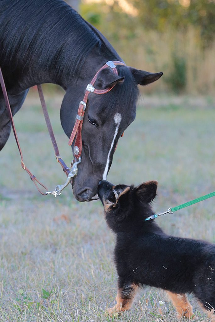 Arabian Horse & German Shepherd Puppy