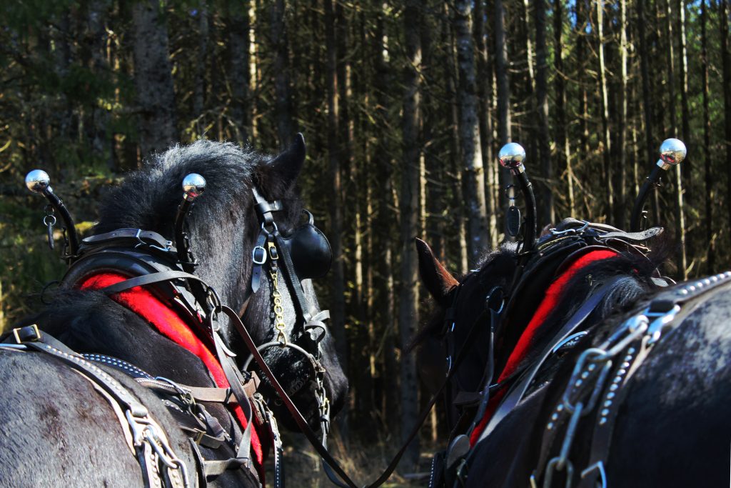 A View Behind Percheron Cross Draft Horses Driving