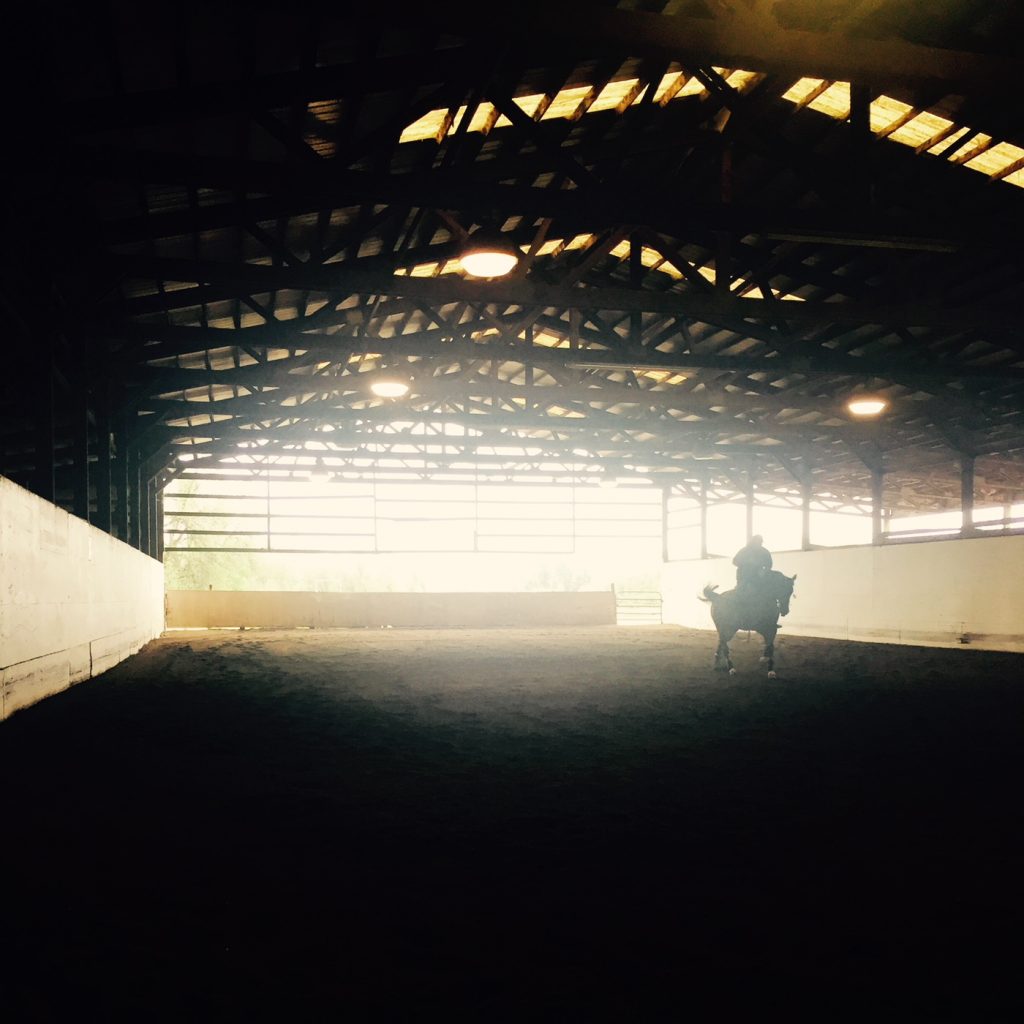 Horse training in the early morning light