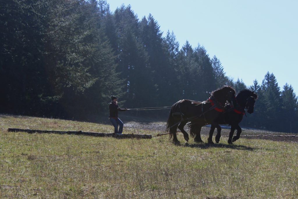 Percheron Cross Draft Team Pulling Log