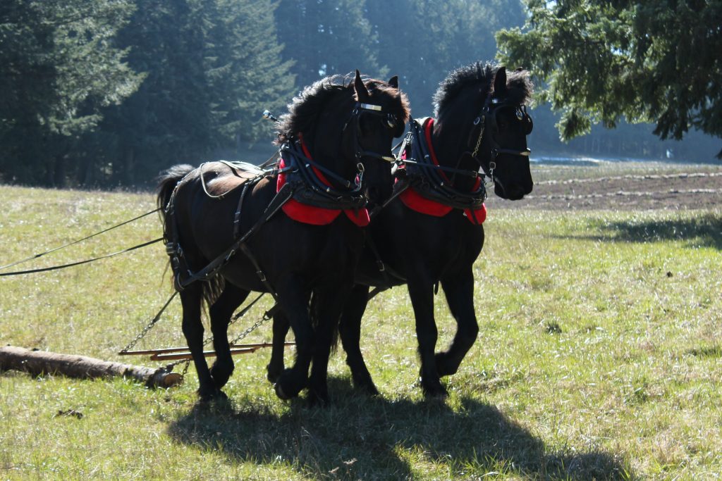 Percheron Cross Draft Team Pulling Log